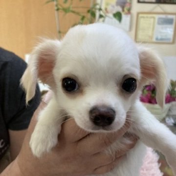 チワワ(ロング)【千葉県・男の子・2022年2月14日・ホワイト クリーム】の写真「甘えん坊の男の子」
