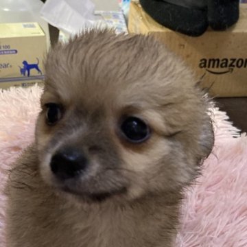 チワワ(ロング)【千葉県・男の子・2024年8月5日・フォーン】の写真「コロコロしてます」