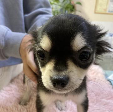 チワワ(ロング)【千葉県・女の子・2022年9月6日・ブラックタン ホワイト】の写真「一番の美少女」