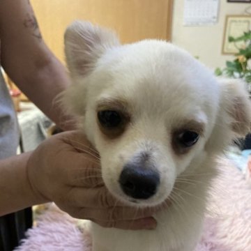 チワワ(ロング)【千葉県・男の子・2022年12月15日・ホワイト クリーム】の写真「とにかく優しい男の子」