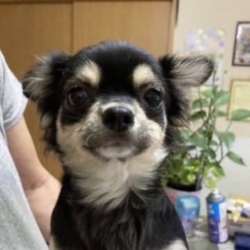チワワ(ロング)【千葉県・女の子・2022年9月6日・ブラックタン ホワイト】の写真「人懐っこい女の子」