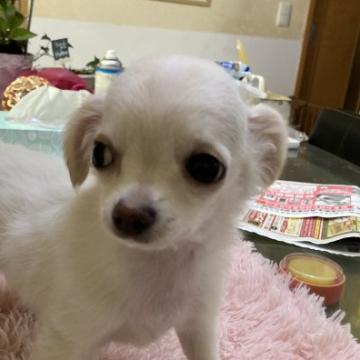 チワワ(ロング)【千葉県・男の子・2022年9月13日・ホワイト クリーム】の写真「小柄な男の子です」