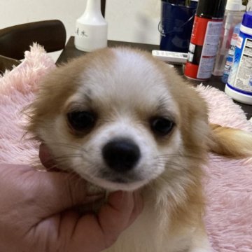 チワワ(ロング)【千葉県・男の子・2023年10月14日・フォーン ホワイト】の写真「元気な男の子。丈夫です」