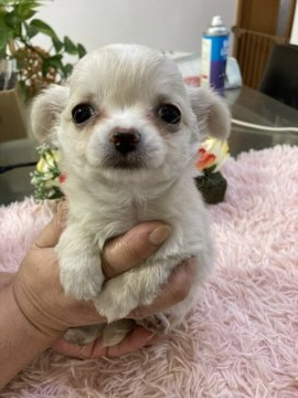 チワワ(ロング)【千葉県・女の子・2022年2月14日・クリームホワイト】の写真「バレンタインデー生まれの女の子」