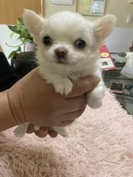 チワワ(ロング)【千葉県・男の子・2021年12月19日・ホワイト クリーム】の写真「両親とも小柄なので、この子も小柄です」