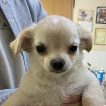 チワワ(ロング)【千葉県・女の子・2022年9月13日・ホワイト クリーム】の写真「白い女の子」