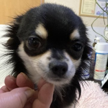 チワワ(ロング)【千葉県・男の子・2024年1月27日・ブラックタン】の写真「元気で健康な子です」