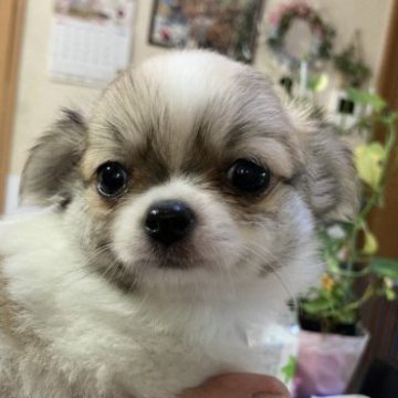 チワワ(ロング)【千葉県・男の子・2023年10月14日・フォーン ホワイト】の写真「とにかく可愛い男の子」