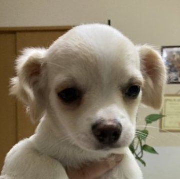 チワワ(ロング)【千葉県・男の子・2022年9月13日・ホワイト クリーム】の写真「ビビリ屋さんの男の子」