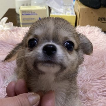 チワワ(ロング)【千葉県・女の子・2024年8月5日・フォーン】の写真「やさしい女の子」