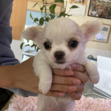 チワワ(ロング)【千葉県・女の子・2022年8月29日・ホワイト クリーム】の写真「小さな女の子です」