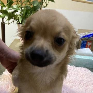 チワワ(ロング)【千葉県・男の子・2022年6月29日・フォーン ブラック】の写真「6種ワクチン2回。狂犬病ワクチン込みの価格です」