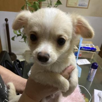 チワワ(ロング)【千葉県・男の子・2022年5月19日・クリーム ホワイト】の写真「シャイで大人しい子」