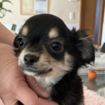チワワ(ロング)【千葉県・女の子・2022年9月6日・ブラックタン ホワイト】の写真「欠点はペコ小だけ」
