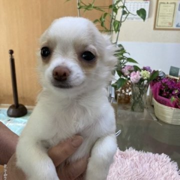 チワワ(ロング)【千葉県・男の子・2022年2月4日・クリーム ホワイト】の写真「人懐っこい子です。遊ぶのが好きです」