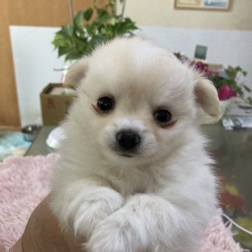 チワワ(ロング)【千葉県・男の子・2022年3月29日・ホワイト クリーム】の写真「モコモコ毛量の男の子」