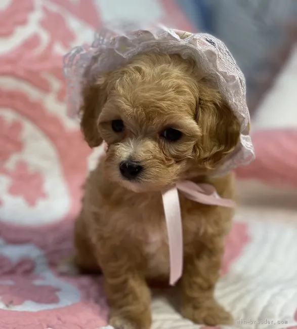 ID：2104-03219の子犬