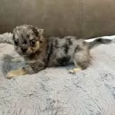 チワワ(ロング)【青森県・男の子・2025年5月4日・ブルーマール】の写真4