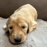 サルーキ【青森県・女の子・2025年9月24日・ゴールド】の写真10