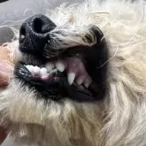 ミディアムプードル【青森県・男の子・2025年5月24日・オレンジフォーン】の写真11