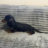 カニンヘンダックスフンド(ロング)【青森県・男の子・2025年5月25日・ブラック&タン】の写真5