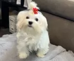 マルチーズ【青森県・女の子・2024年9月8日・ホワイト&レモン】の写真8