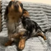 カニンヘンダックスフンド(ロング)【青森県・女の子・2025年5月26日・シルバーダップル】の写真12