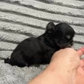 チワワ(ロング)【青森県・女の子・2026年1月31日・ブラック&タン】の写真13