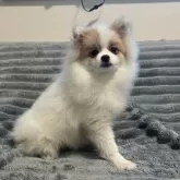 ポメラニアン【青森県・女の子・2025年7月9日・オレンジ&ホワイト】の写真14
