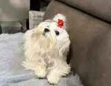 マルチーズ【青森県・女の子・2024年9月8日・ホワイト&レモン】の写真9