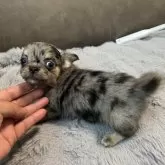 チワワ(ロング)【青森県・男の子・2025年5月4日・ブルーマール】の写真6