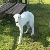 ボルゾイ【青森県・女の子・2024年12月30日・ホワイト&クリーム】の写真13