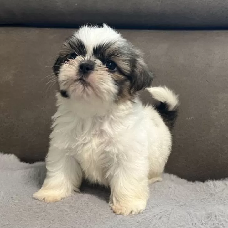 ID:2507-02876の子犬