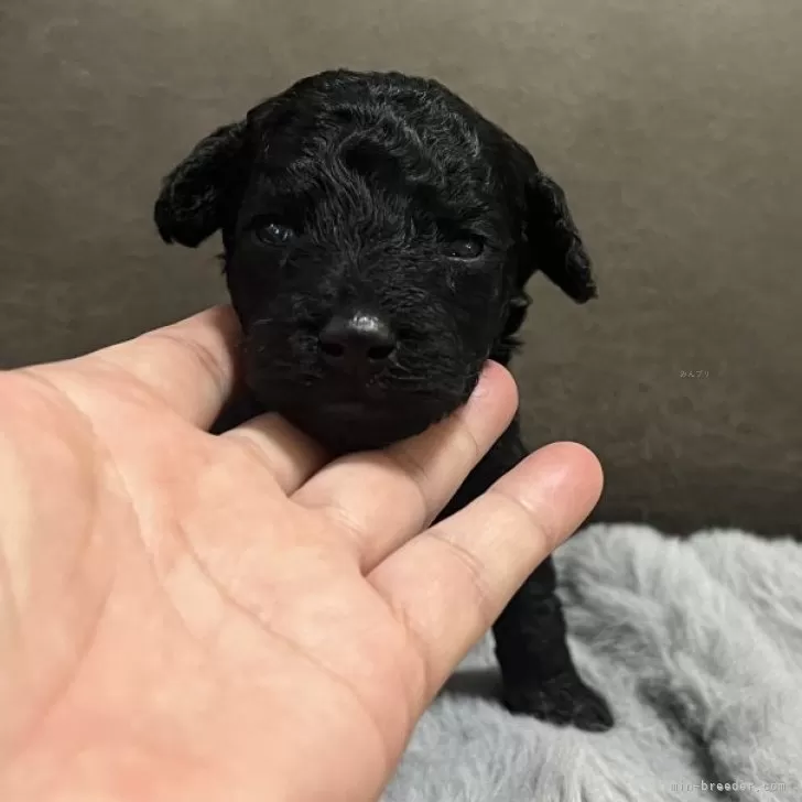 ID:2503-06759の子犬