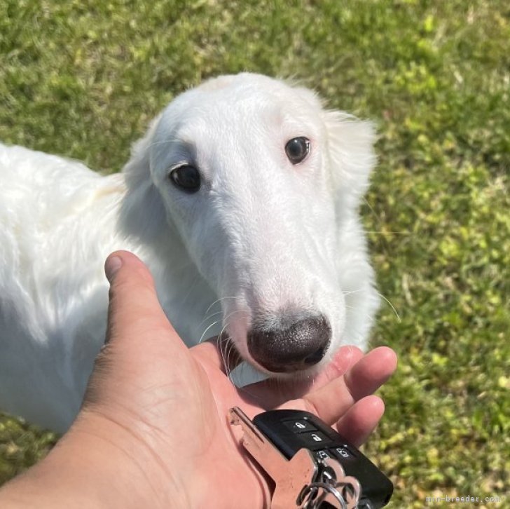 ブリーダー画像