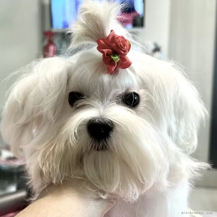 ID:2410-01874の子犬