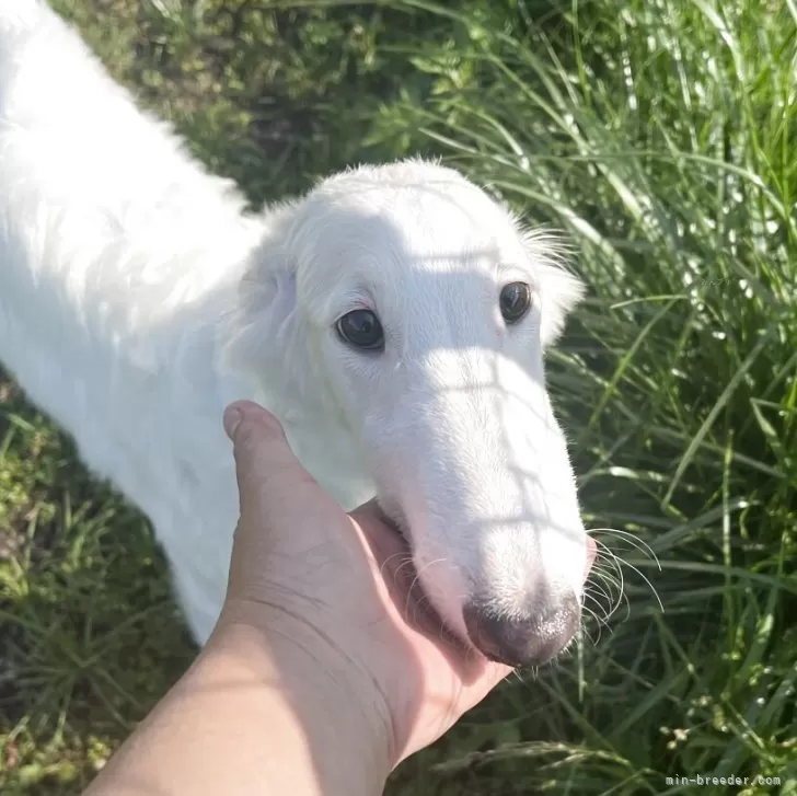 ID：2501-05061の子犬