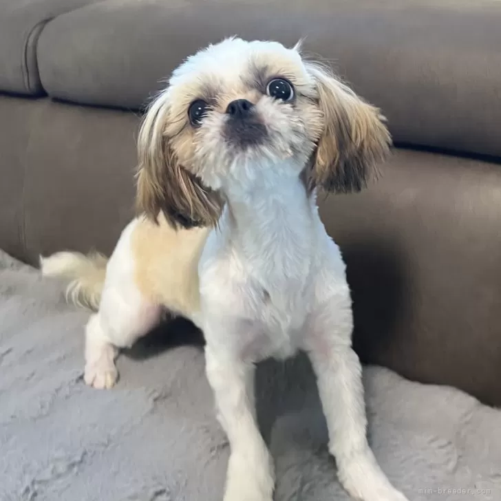 ID:2506-03461の子犬