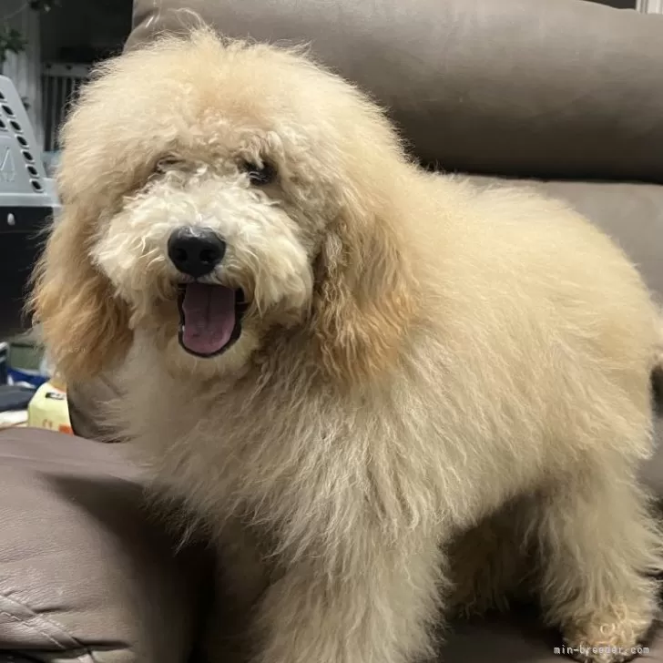 ミディアムプードル【青森県・男の子・2025年5月24日・オレンジフォーン】の写真1