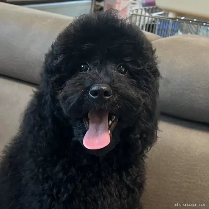 ID：2503-06762の子犬