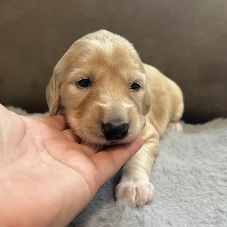 サルーキ【青森県・女の子・2025年9月24日・ゴールド】の写真1「いまは幼くしわしわですが美しい子になります。」