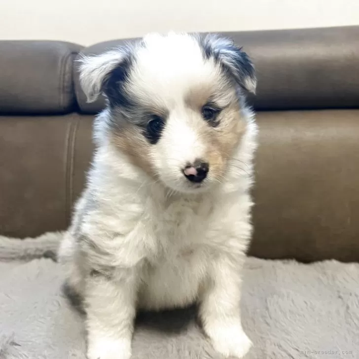 ID:2503-01698の子犬