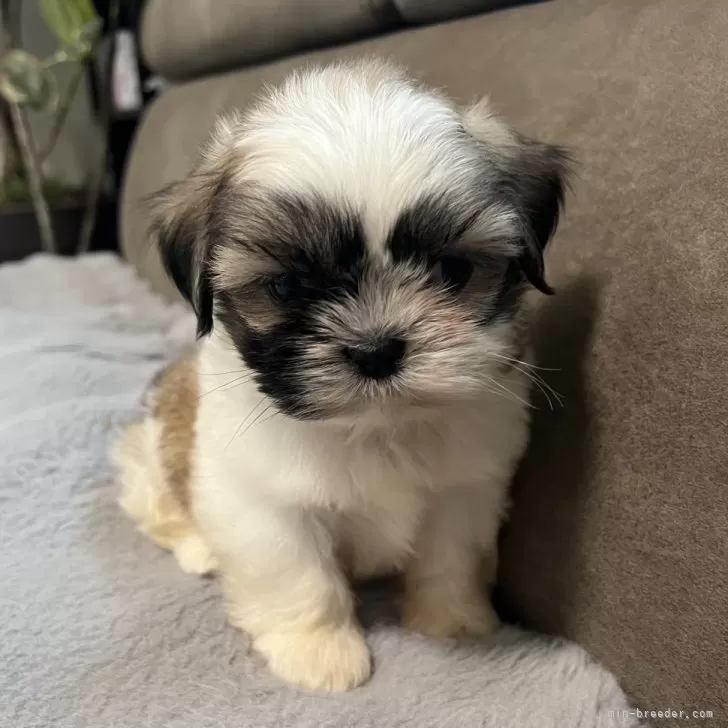ID:2507-02874の子犬