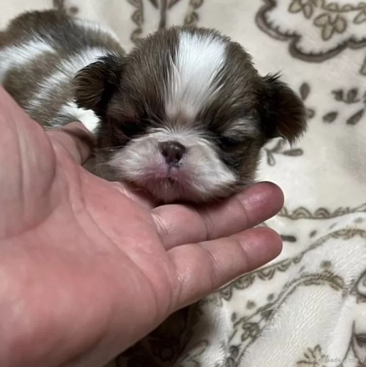 ID：2411-05631の子犬