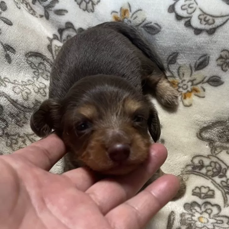 カニンヘンダックスフンド(ロング)【青森県・女の子・2026年3月7日・チョコレート&amp;タン】の写真1