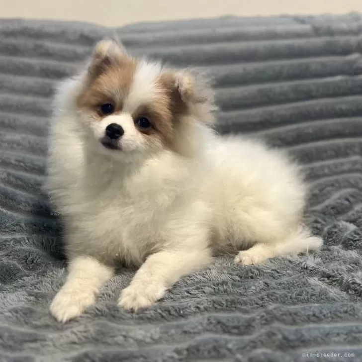 ポメラニアン【青森県・女の子・2025年7月9日・オレンジ&amp;ホワイト】の写真1