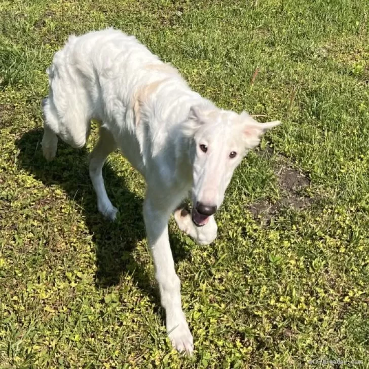 ボルゾイ【青森県・女の子・2024年12月30日・ホワイト&クリーム】の写真1