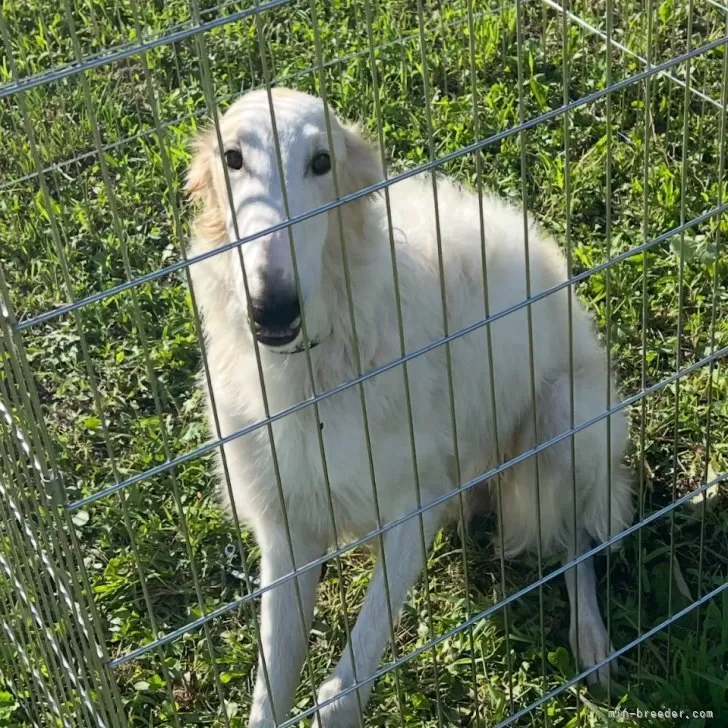 ID：2501-05055の子犬