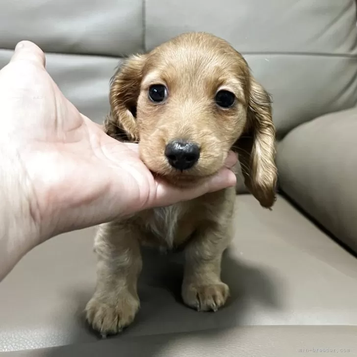 ID:2505-01468の子犬