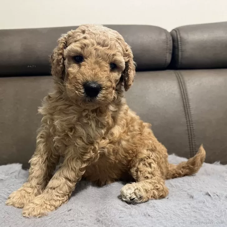 ID:2506-07156の子犬